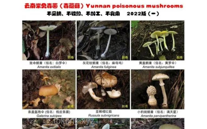 這簡直就是行走的菌子探測器：野生菌識別技術的革新與應用