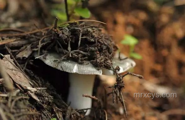 ??行走的菌子探測器：我的尋菌探險記
