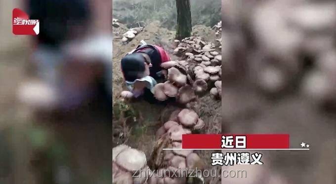 “行走的菌子探測器”：李大爺?shù)囊吧R別之旅