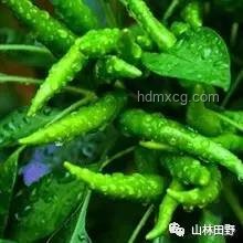 南京竹節蟲熱潮背后的生態與趨勢預測