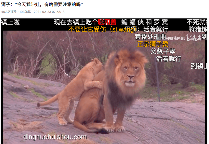 B站百大UP主遭獅子重傷：野生動物園直播背后的風(fēng)險與反思