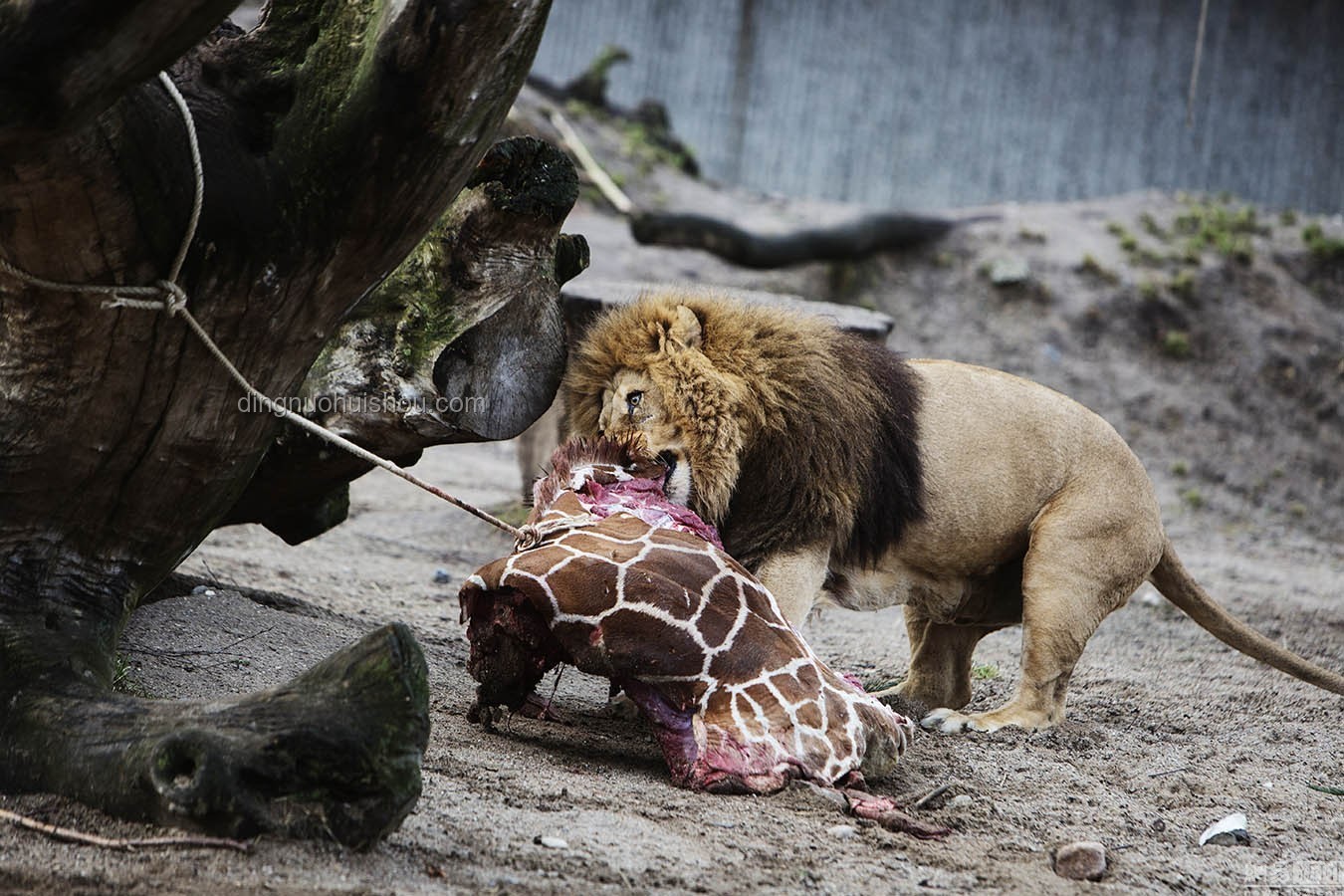 B站百大UP主遭獅子重傷：野生動物園直播背后的風(fēng)險與反思