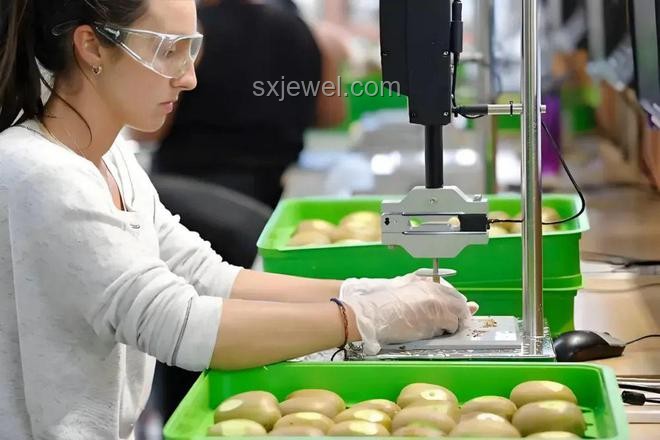 荔枝60一斤銷往迪拜土豪：實戰指南