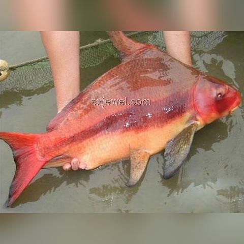 為什么沒有X形狀的河流走向：自然地理與水流動力解析