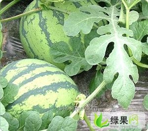 大爺4塊買西瓜返回提醒誠信交易案例研究
