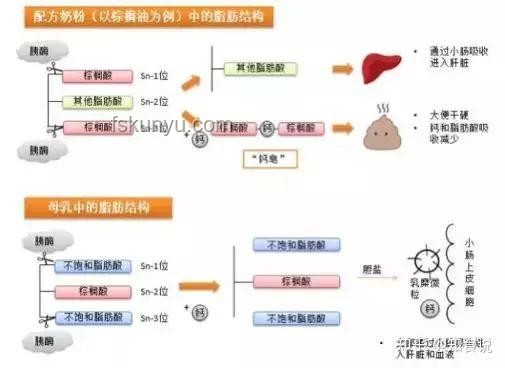 蟬尿與傳統尿液分析：成分、應用與誤解對比