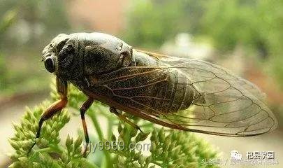 蟬尿處理與誤解澄清指南：科學認知與實用技巧