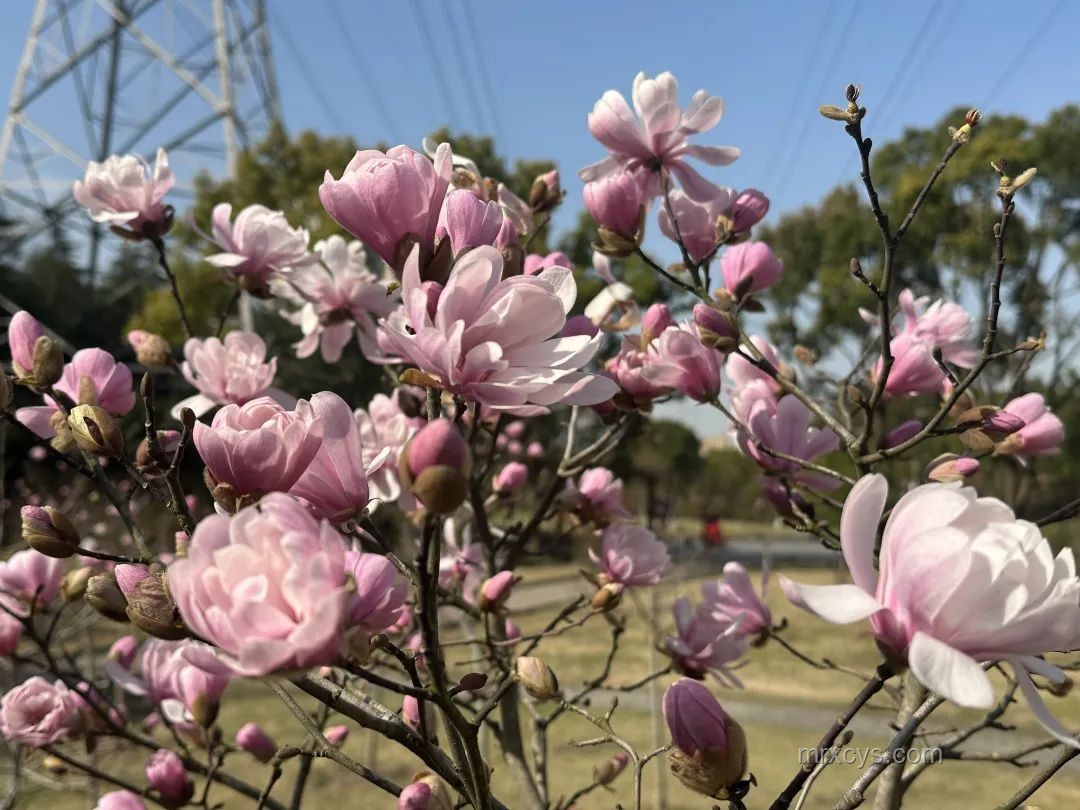 白玉蘭：多重價值下的市場趨勢與未來發(fā)展