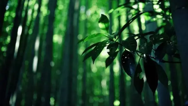 白玉蘭下的成長記憶??，城市中的靜謐與堅持