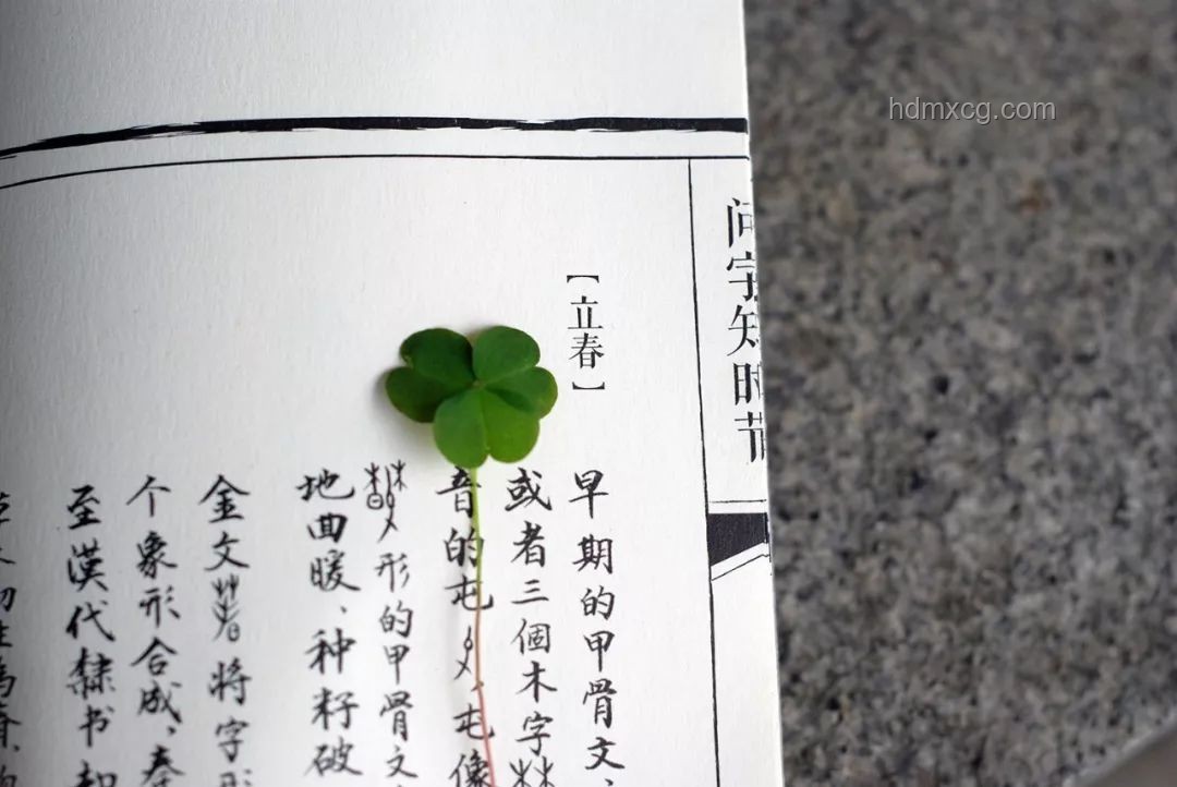 白玉蘭神圖繪制與賞析實用指南
