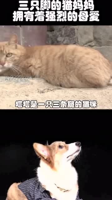 母愛力量與行業(yè)韌性：從貓媽媽救子看生命保護與應(yīng)急響應(yīng)創(chuàng)新