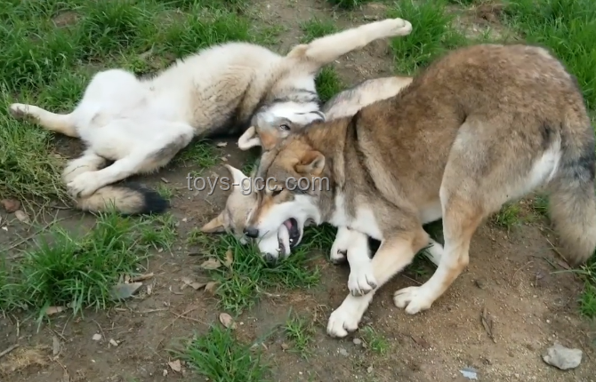 女子公園遭未拴繩狼犬咬傷，主人賠償500元案例研究
