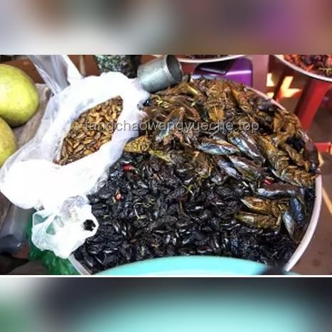 叫了只炸雞門店后廚亂象：臥室變后廚，蟑螂橫行