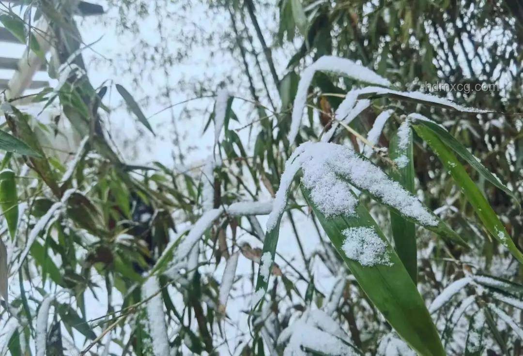 男子被樹枝刺傷致截肢，正確處理植物劃傷指南