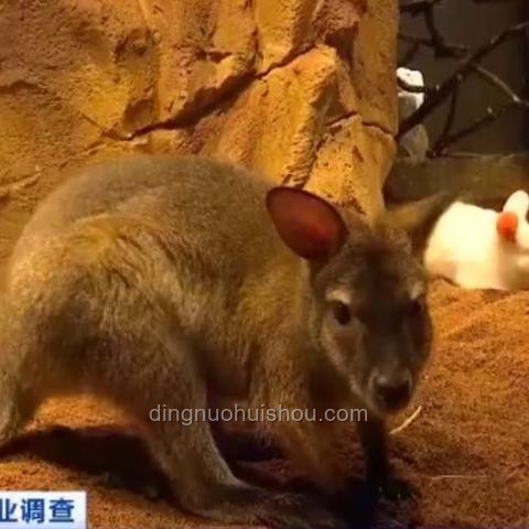 動物園門票風波：個人碼收款千萬的反思與啟示