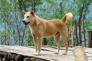 多地解除中華田園犬禁養(yǎng)令，本土犬種回歸家庭