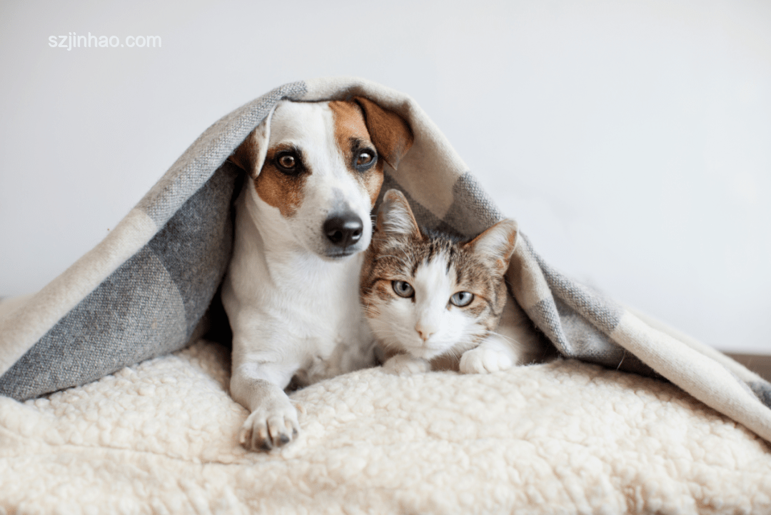 中華田園犬：一覺醒來成禁養犬的深度剖析