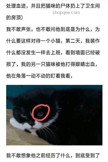 虐貓考生被取消招聘資格：如何避免職場道德爭議