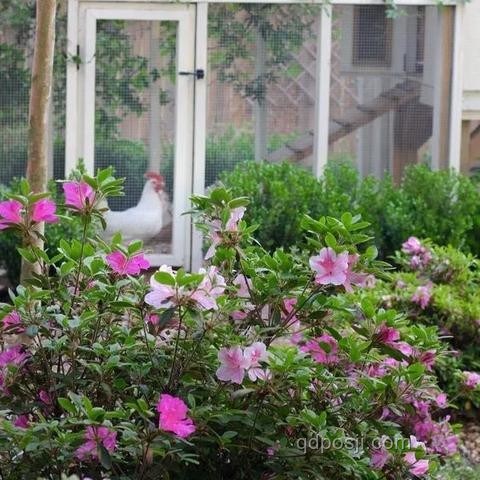 再看李子柒的院子，預見生活美學新趨勢