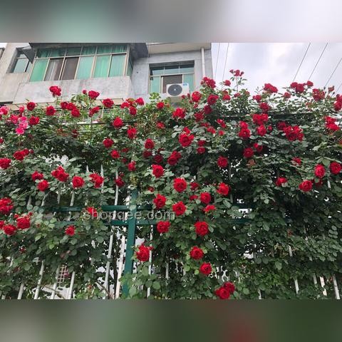 再看李子柒的院子，才驚覺：慢生活哲學(xué)的缺失與行業(yè)反思