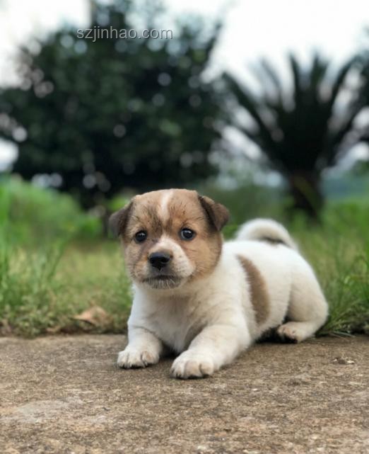 一覺醒來，我的中華田園犬成了禁養(yǎng)犬？????