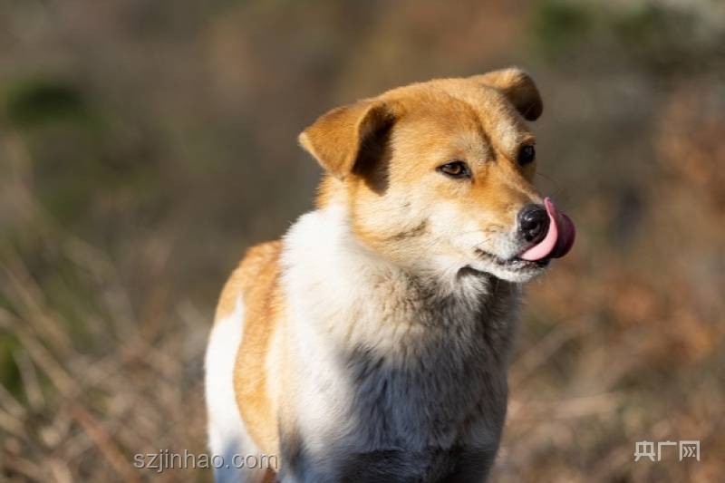 一覺醒來，我的中華田園犬成了禁養(yǎng)犬？????