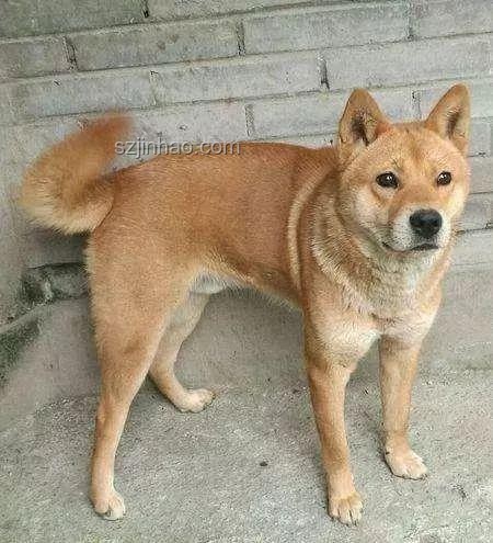 一覺醒來，我的中華田園犬成了禁養(yǎng)犬？????