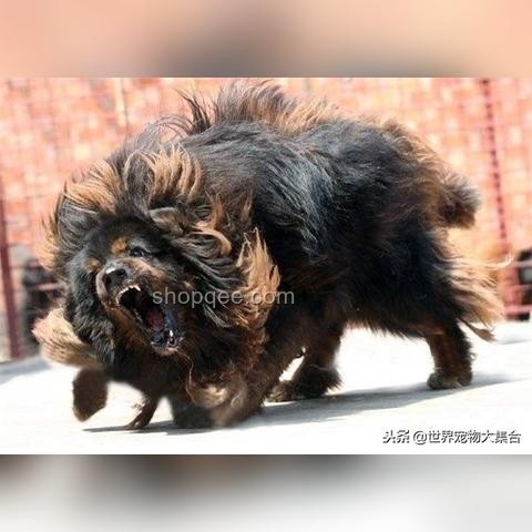 中華田園犬：從禁養(yǎng)爭議到文化復(fù)興的趨勢預(yù)測