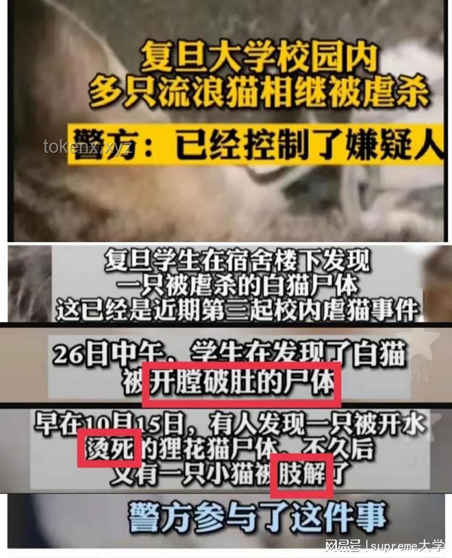 虐貓事件頻發，未來或成招聘審核新門檻