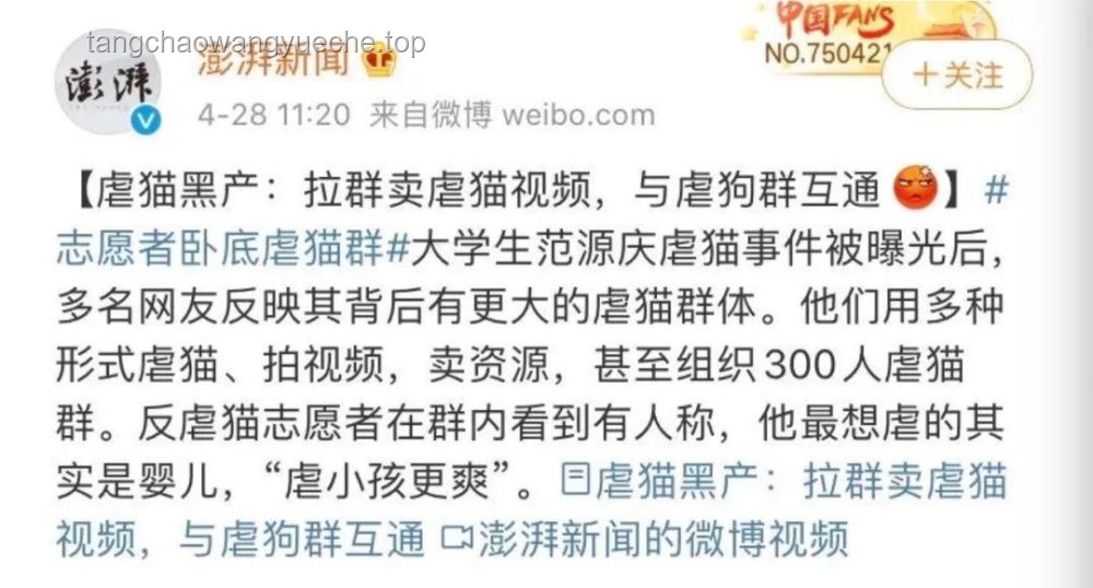 虐貓考生被取消招聘資格：防范職場(chǎng)道德風(fēng)險(xiǎn)指南