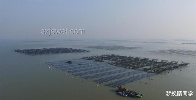 煙臺(tái)海面變“草原”：滸苔爆發(fā)與海洋生態(tài)治理