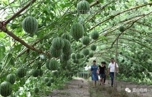 兔兔種田：萌寵農業新體驗，生態種植樂趣多