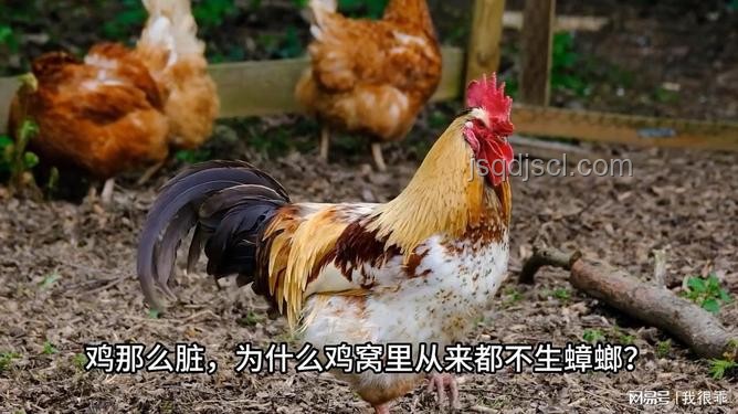 雞窩不生蟑螂之謎：衛(wèi)生管理與生態(tài)平衡的深度洞察