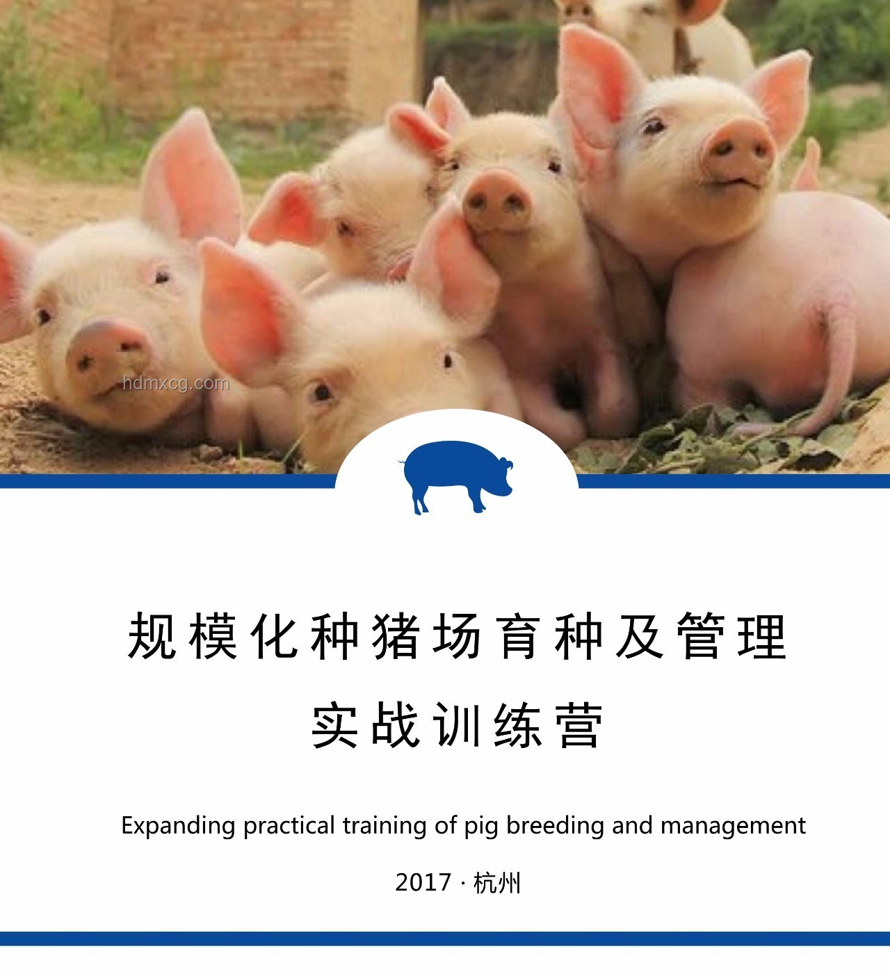 媽咪的可愛豬：寵物品牌數字化轉型案例研究