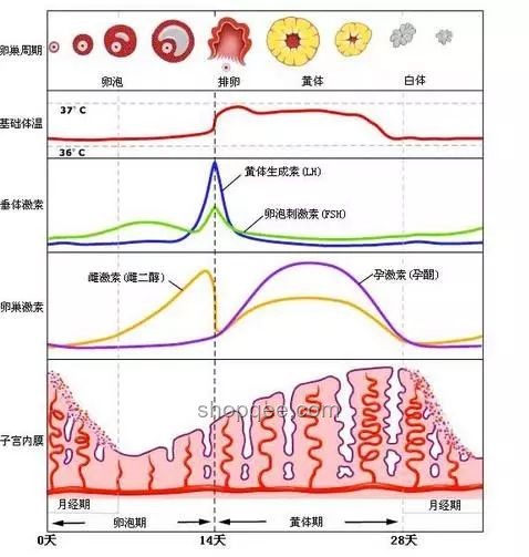 年紀增長與生娃后激素變化對女性的影響
