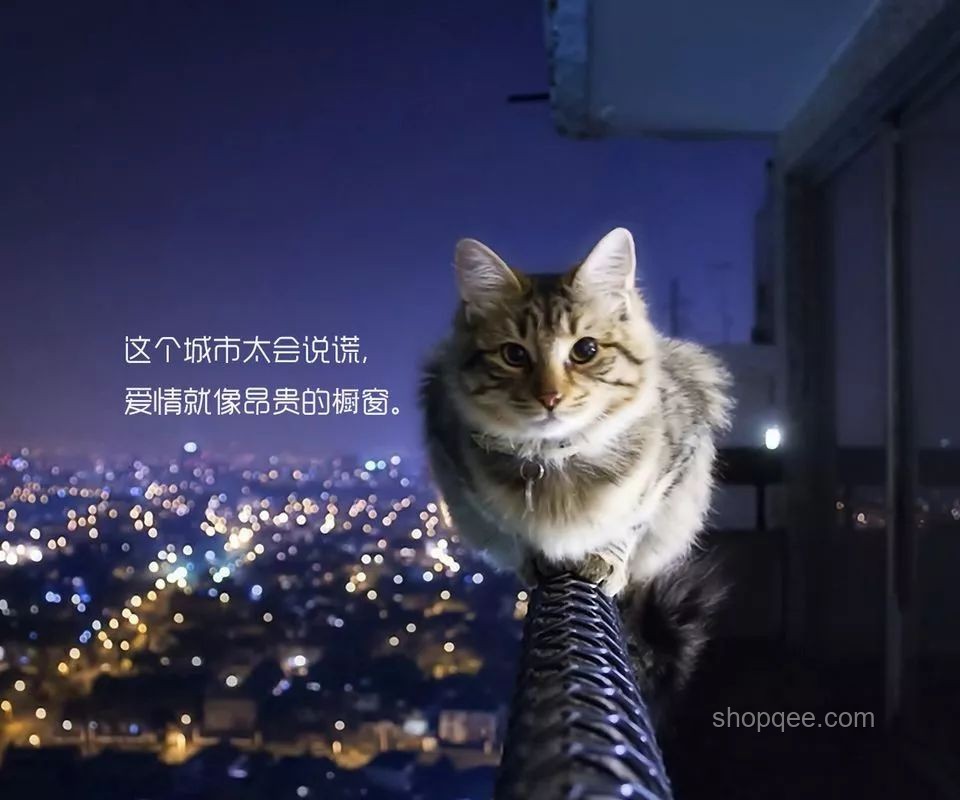 怎么判斷自己在貓心里的地位？寵物行為學,貓情感認知,貓社交行為,貓主人關系分析