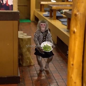 “上菜像端地雷”的暑假工爆火，如何成為餐飲界的高效服務(wù)之星？