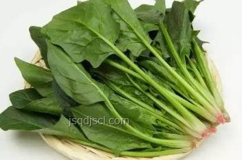 菠菜和豆腐同食傳言的真相探索????