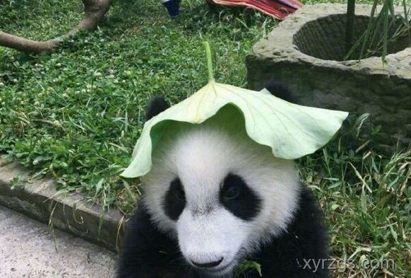 ??我的清涼家打造記：夏日避暑小妙招大公開