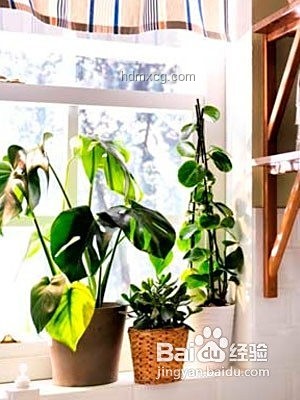 我的清涼家：打造夏日避暑小天地，智能家居,室內(nèi)降溫,節(jié)能技巧,綠色植物