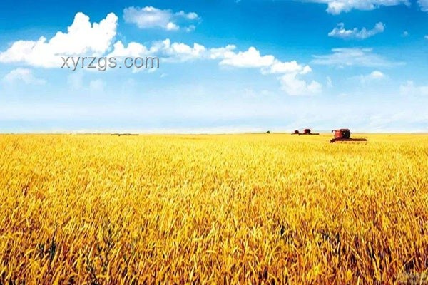 任達(dá)華跨界農(nóng)業(yè)：明星效應(yīng)下的現(xiàn)代農(nóng)業(yè)新探索，收麥子種玉米
