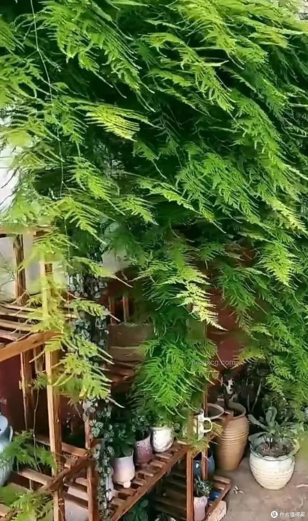 25歲文竹養成“大樹”指南，打造霸氣綠植景觀