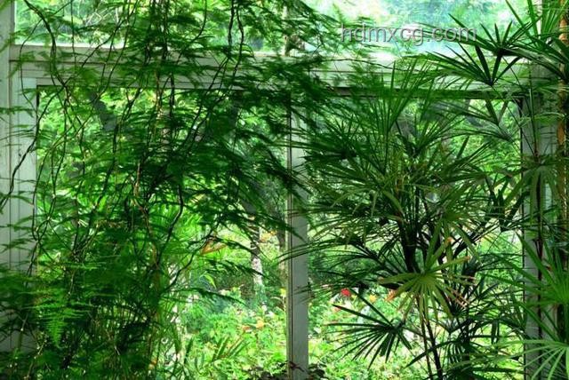 25歲文竹養成“大樹”指南，打造霸氣綠植景觀
