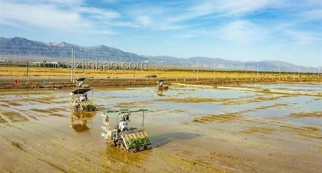 鹽堿地海水稻：口感挑戰與戰略價值并存