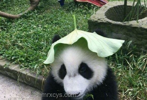 打造我的清涼家，夏日避暑小妙招????