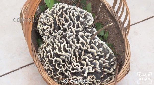 云南80公斤巨無霸“菌王”案例研究