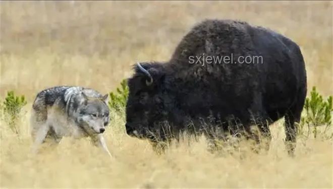 三角洲行動(dòng)中的“惡心”武器：野牛一腳踢死劉濤哥傳奇