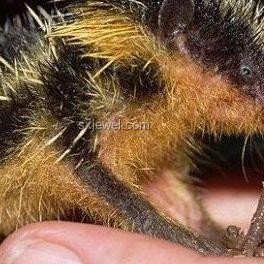 動物離奇死亡背后的科學偵探：跨界鑒定36計