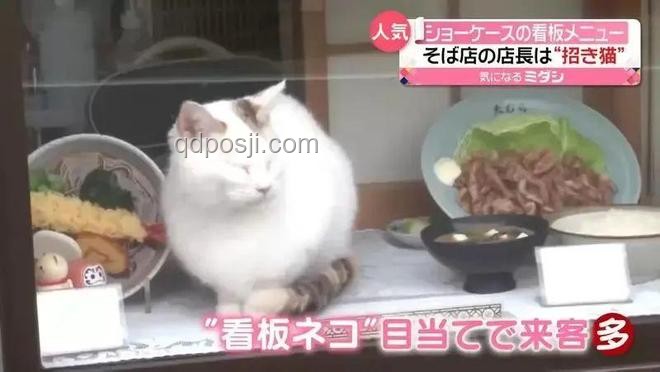 宿管喂養流浪貓被網暴，冤否？解決方案探討