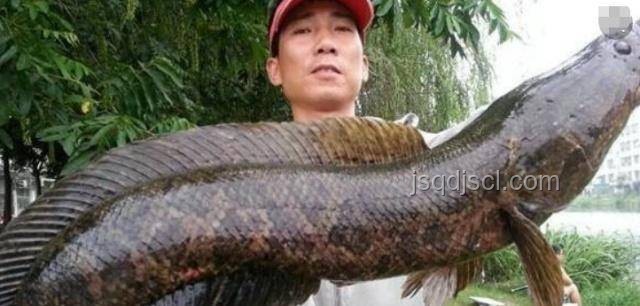 大名鼎鼎森蚺膽小？小魚(yú)才是真殺手？亞馬遜生存指南